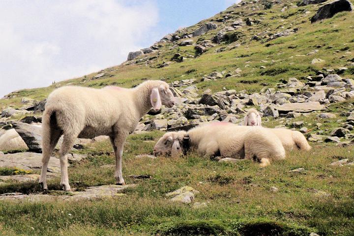 P8061693.JPG - U jezera se pásly ovce.